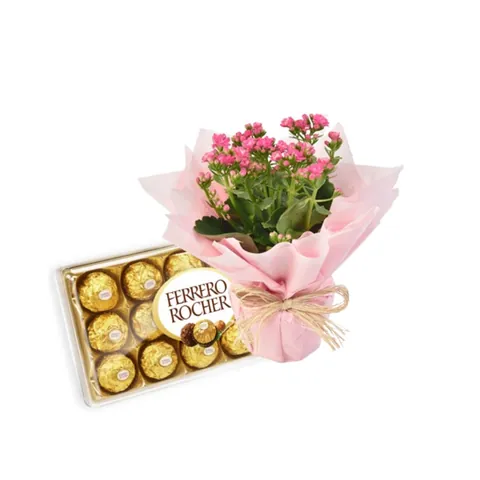 Calandiva Ou Kalanchoê com Chocolate, plantas para presentear com entrega em Aracaju