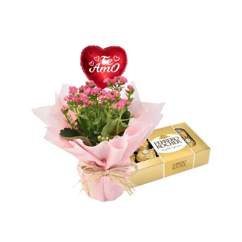 Kalanchoe com Chocolate e Balão, plantas para presentear com entrega em Aracaju