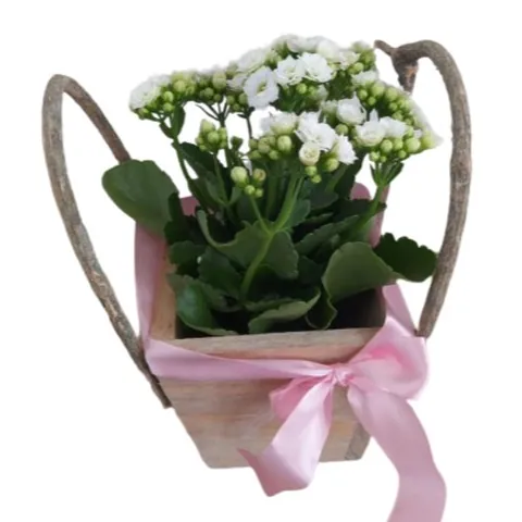 Um Amor, plantas para presentear com entrega em Aracaju