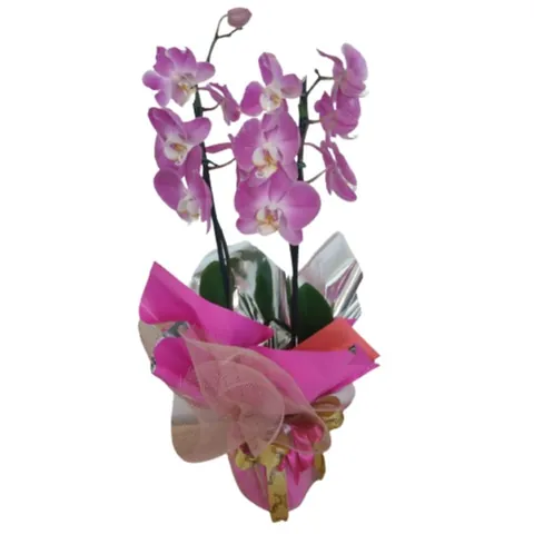 Orquídea de Duas Hastes, plantas para presentear com entrega em Aracaju