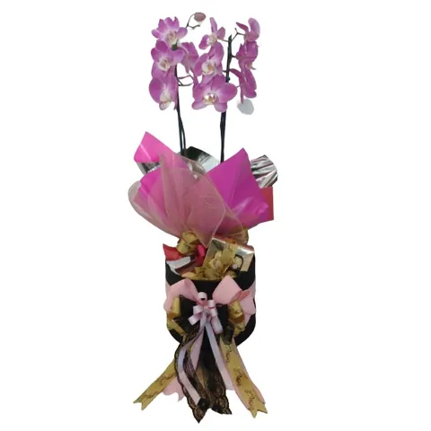 Box Orquidea, plantas para presentear com entrega em Aracaju